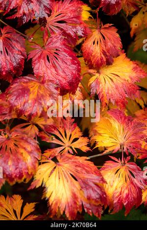 Herbstlaub Ahorn Stockfoto