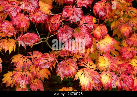 Acer japonicum 'Aconitifolium', Vollmond-Ahorn, japanischer Herbst-Ahorn rote Blätter auf Ast-Laubbaum Stockfoto