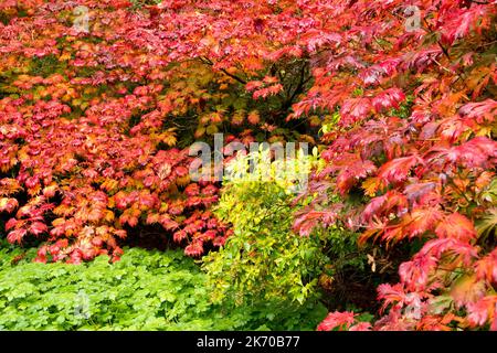 Shrubby Acer japonicum 'Aconitifolium' Acer japonicum Baum im Herbstgarten Vollmond-Ahorn Stockfoto