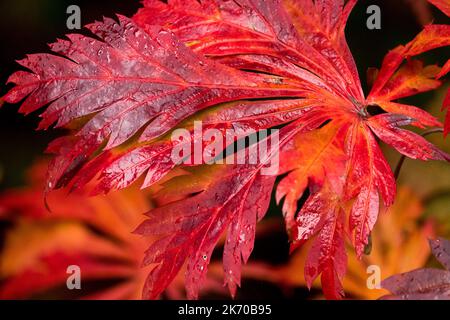 Ahorn, Blatt, Acer Red Leaf Nahaufnahme Acer japonicum 'Aconitifolium' Japanischer Ahorn, Hau Hiwa, Tanzender Pfauenahorn Stockfoto