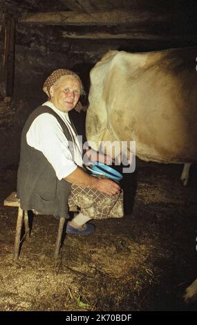 Brasov County, Rumänien, ca. 1999. Frau melkt eine Kuh in einem Stall. Stockfoto