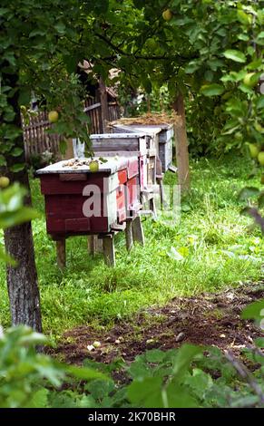 Bienenstöcke im Hinterhof in Rumänien Stockfoto