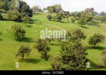 Bran, Kreis Brasov, Rumänien, ca. 2000. Grundstücke mit kultivierten Obstbäumen auf dem Berg. Stockfoto