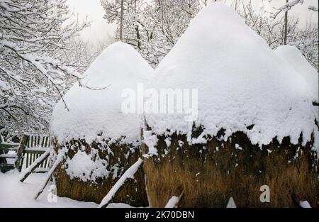 Brasov County, Rumänien, ca. 2001. Starker Schneefall, der große Heuhaufen auf dem Land bedeckt. Stockfoto