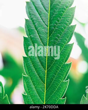 Makro-Ultra-Nahaufnahme von Medical Cannabis-Blattdetails der Pflanze Stockfoto