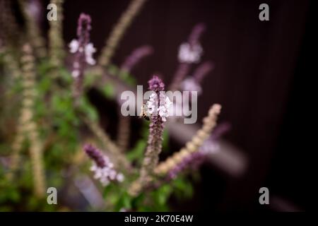 Bienenbestäubung Lavendelpflanze in San Diego Stockfoto