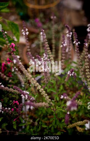 Bienenbestäubung Lavendelpflanze in San Diego Stockfoto