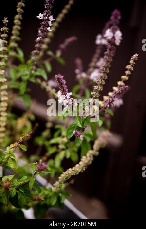 Bienenbestäubung Lavendelpflanze in San Diego Stockfoto