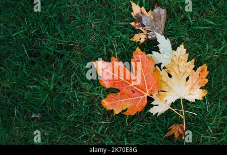 Ahornblätter auf grünem Gras im Herbst Stockfoto