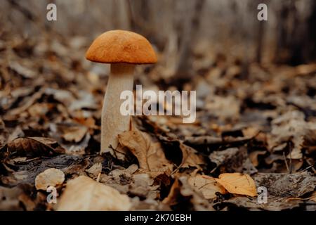 Rotkappenstiel - Leccinum aurantiacum auf Herbstblättern im Wald, Nahaufnahme. Ernte, Pilze sammeln, Pilze Konzept Stockfoto