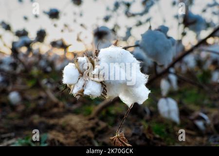 Baumwollfeld Nahaufnahme von reifen Mollen bereit für die Ernte am frühen Morgen glühenden Sonnenaufgang in Tennessee. Stockfoto