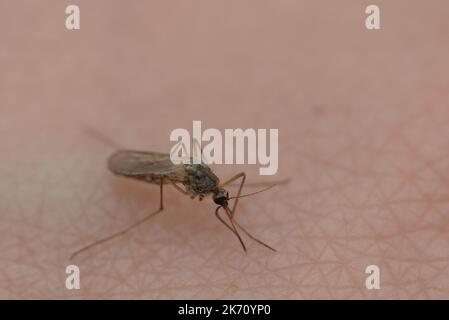 Weibliche Mücke, die einen Menschen beißt Stockfoto