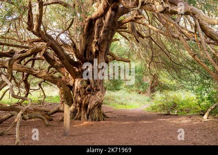 Eine alte Eibe, möglicherweise bis zu 2.000 Jahre alt, im Kingley Vale National Nature Reserve in West Sussex, England, Großbritannien Stockfoto