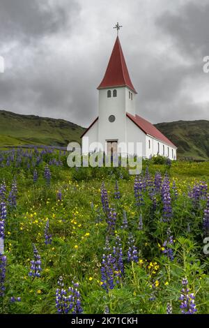 Weiße Kirche mit rotem Dach auf einem Hügel mit violetter Lupine in Vik, Island Stockfoto