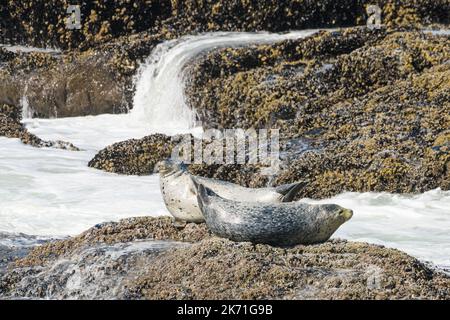 Zwei Pacific Harbour Seals ruhen auf einem Felsen über den Wellen an der zerklüfteten Küste von Oregon Stockfoto