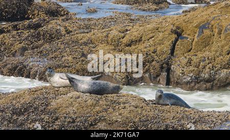 Drei Hafenrobben sonnen sich auf einem Felsen im Sonnenschein am Rande des Pazifischen Ozeans an der Küste von Oregon Stockfoto