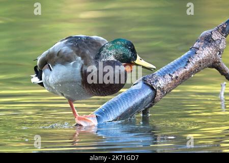 Eine männliche Stockente steht auf einem Baumzweig im Wasser eines Teiches, der sich in Spokane, Washington, kratzt. Stockfoto