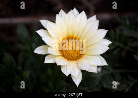 Nahaufnahme einer schönen weißen Blume. Gazania Stockfoto