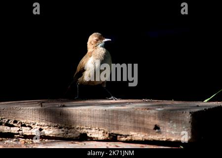 Porträt eines Furnarius rufus im Park Stockfoto