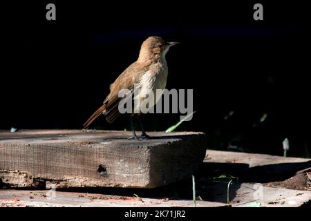 Porträt eines Furnarius rufus im Park Stockfoto