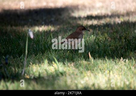 Porträt eines Furnarius rufus im Park Stockfoto