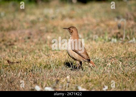 Porträt eines Furnarius rufus im Park Stockfoto