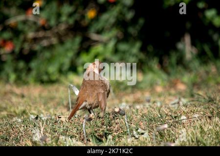 Porträt eines Furnarius rufus im Park Stockfoto