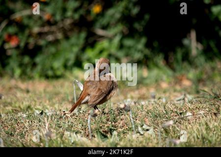 Porträt eines Furnarius rufus im Park Stockfoto