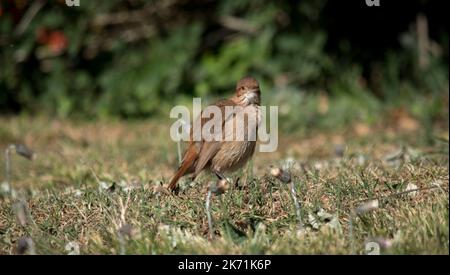 Porträt eines Furnarius rufus im Park Stockfoto