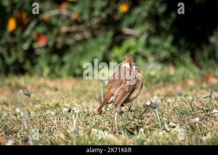 Porträt eines Furnarius rufus im Park Stockfoto