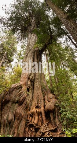 WA22304-00...WASHINGTON - Old Western Red Cedar im Grove of Big Cedars im Olympic National Park. Stockfoto