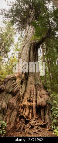 WA22305-00...WASHINGTON - Old Western Red Cedar im Grove of Big Cedars im Olympic National Park. Stockfoto