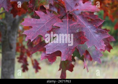 Nahaufnahme von roten Eichenblättern mit Herbstfarben im Independence Grove Forest Preserve in Libertyville, Illinoi Stockfoto