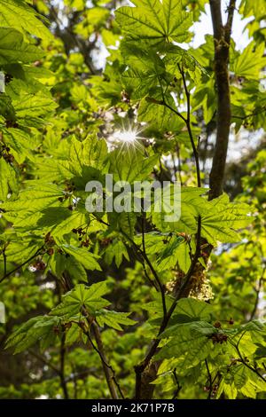 WA22306-00...WASHINGTON - die Sonnenstrahlen zwischen den Blättern eines Big Leaf Ahornbaums im Hoh Rain Forest des Olympic National Park. Stockfoto