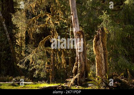 WA22315-00...WASHINGTON - Bäume am Rande einer Wiese am Ufer des Hoh River im Olympic National Park. Stockfoto