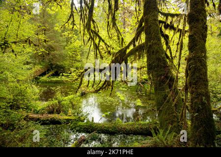 WA22316-00...WASHINGTON - Blick auf einen kleinen Bach vom Hall of Mosses Trail im Hoh Rain Forest des Olympic National Park. Stockfoto