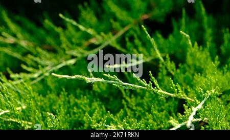 Schöne frische grüne Blätter des Wacholderkosaken - Juniperus sabina, ist Nadelstrauß. Stockfoto