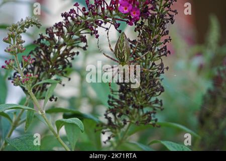 Eine Green Lynx Gartenspinne mit Beute Stockfoto