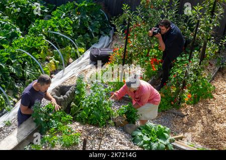 Ein Fotograf, der zwei Gärtner bei der Kräuterernte für eine Gartenarbeit in Hobart, Tasmanien, Australien, filmt Stockfoto