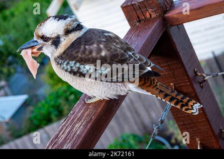 Ein australischer Kookaburra mit einem Stück Hühnerfleisch im Schnabel. Die Kookaburra ist nicht im Inselstaat Tasmanien beheimatet, sondern eine eingeschleppte Art. Stockfoto