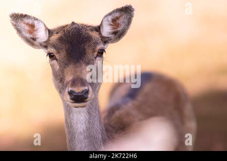 Porträt eines niedlichen Damhirsches mit goldenen Augen in warmem Licht Stockfoto