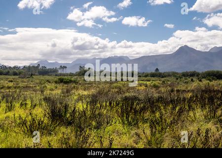 Bunte und sonnige Landschaft im östlichen Kap mit grünen einheimischen Fynbos oder Bürsten und Bergkette im Hintergrund Stockfoto