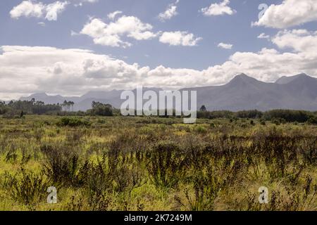 Bunte und sonnige Landschaft im östlichen Kap mit grünen einheimischen Fynbos oder Bürsten und Bergkette im Hintergrund Stockfoto