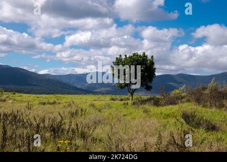 Bunte und sonnige Landschaft im östlichen Kap mit grünen einheimischen Fynbos oder Bürsten und Bergkette im Hintergrund Stockfoto