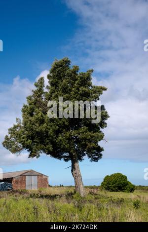 Porträtansicht eines Baumes in einem Ackerland mit einer Scheune im fernen Hintergrund. Schöner sonniger Tag mit blauen Wolken und einem grasbewachsenen Ausbissen im Vordergrund Stockfoto