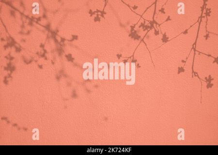 Kirschbaum Schatten auf Korallen rosa Beton Wand Textur Hintergrund Stockfoto