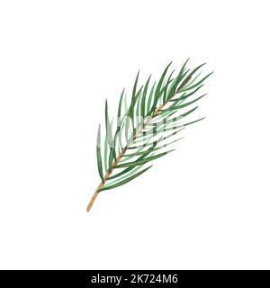 Weihnachtsbaum Fichtenzweig isoliert auf weißem Hintergrund. Aquarell handgezeichnete Weihnachtsdarstellung. Kunst für Design Dekoration, Grußkarte, Textilien Stockfoto