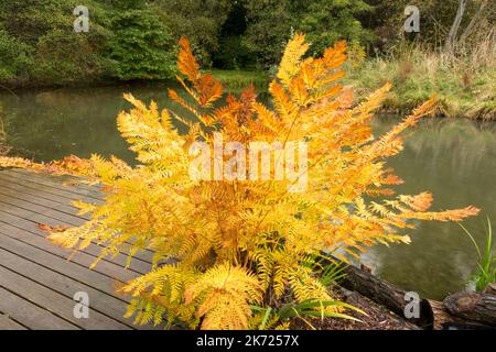 Osmunda regalis Herbstfarn, Gartenszene Teich Herbstfarn Stockfoto