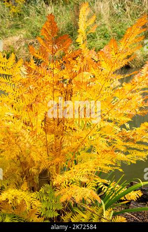 Osmunda regalis, Herbst, Blätter der Königsfarne Stockfoto