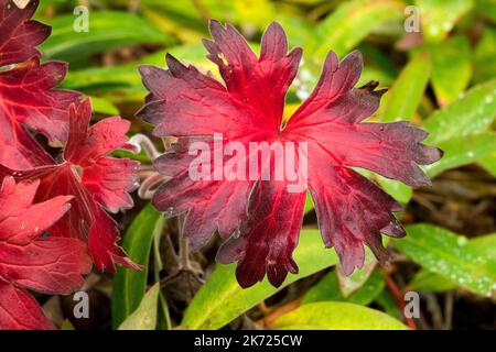 Hardy, Geranien, Blätter, Herbst, Farbe, Rote Geranium wlassovianum, Kranichschnabel, Geranium, Dunkelrötlich Blatt Stockfoto